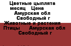 Цветные цыплята 1 месяц › Цена ­ 150 - Амурская обл., Свободный г. Животные и растения » Птицы   . Амурская обл.,Свободный г.